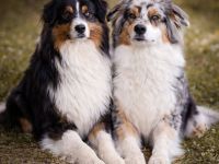 Wurfankündigung Australian Shepherd