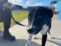 Wer schenkt Karlson das Vertrauen in Menschen zurück?