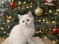 BKH Kitten mit Stammbaum und Gesundheitszeugnis