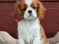 Cavalier Hündin zu verkaufen!