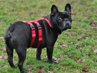 Einzelprinz Boni liebt Menschen