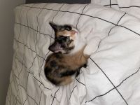 Europäisch Kurzhaar Süßes Katzenmädchen – 14 Wochen alt – sucht liebevolles Zuhause