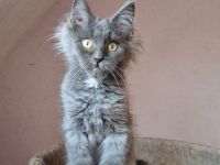 Maine Coon Boys mit Stammbaum.