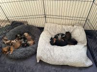 Dackelwelpen suchen neues Zuhause