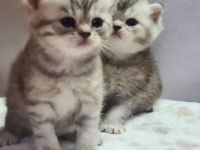 Wunderschöne Whiskas und Silver Shaded Kitten