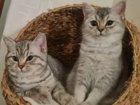 Wunderschöne Whiskas und Silver Shaded Kitten