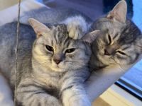 Wunderschöne Whiskas und Silver Shaded Kitten