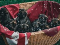 DSH Welpen aus FCI - Zucht