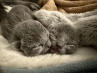 Russisch Blau Kitten \"von Prinzbach\" mit exzellentem Stammbaum