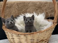 Russisch Blau Kitten "von Prinzbach" mit exzellentem Stammbaum