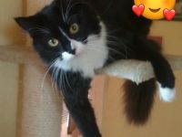 2 Maine Coon Mix Damen