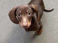 2 Zwergdackel Welpen zu verkaufen