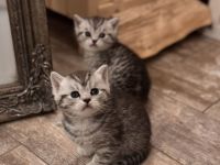 BKH Katzen zu verkaufen