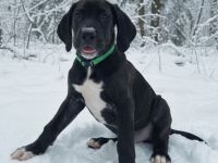 Deutsche Dogge Welpen