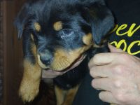 ROTTWEILERWELPE