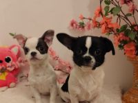 Süße Chihuahua-Welpen