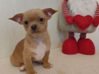 Süße Chihuahua-Welpen