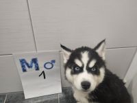 Siberian Husky Alaskan Malamut welpen