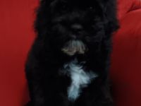 American Cockerpoo mit Ahnennachweis