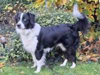 Deckrüde (kein Verkauf)