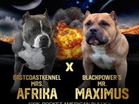 Pocket American Bully Welpen von EASTCOAST BULLYS MISS AFRIKA und BLACKPOWERS MR.MAXIMUS A-Wurf