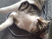 Zodiac & Venus – verschmuste Geschwisterkatzen suchen liebevolles Zuhause mit Balkon