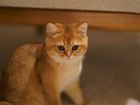 Liebevolle BKH-Katze in verantwortungsvolle Hände abzugeben