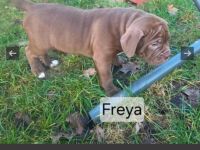 wunderschöne und seltene OEB/Bordeaux Dogge Welpen