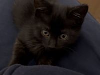 Katzenbabies/ Kitten