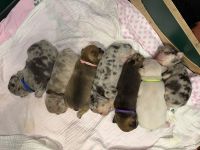 Franz.Bulldoggen Welpen