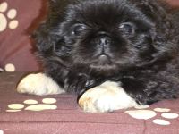 Wunderschöner Pekingnese Welpe Rüde