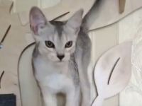 Abessinier-Deckkater in schwarz-silberfarben