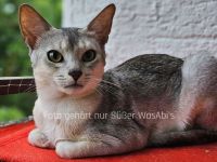 Abessinier-Deckkater in schwarz-silberfarben