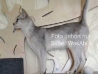 Abessinier-Deckkater in schwarz-silberfarben