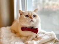 BKH Red Point Deckkater mit Stammbaum