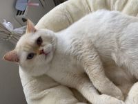 BKH Red Point Deckkater mit Stammbaum