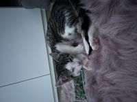 Katze 3 Monate alt abzugeben weiblich