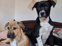 Drei muntere Mischlings - Welpen suchen ein liebevolles Zuhause!