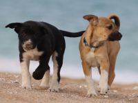 Drei muntere Mischlings - Welpen suchen ein liebevolles Zuhause!