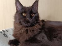 Reinrassige Maine Coon Kitten mit Stammbaum