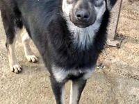 Nina sucht ihr Für-immer-Zuhause