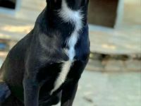 Sally sucht ihr Für-immer-Zuhause