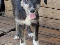 Libelle sucht ihr Für-immer-Zuhause