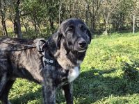 Olaf will endlich seine Menschen finden