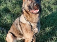 Deutsche Schäferhundin