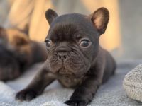 Französische bulldog welpen