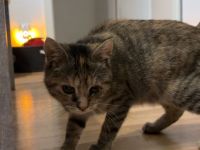 Katze in liebevolle Hände zu geben