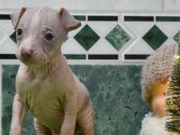 American Hairless Terrier Welpen