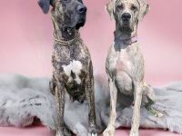 Deutsche Doggen Welpen