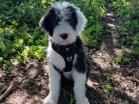 Bobtail Welpen Wurfplanung